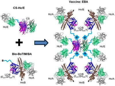 Novel platform for engineering stable and effective vaccines against botulinum neurotoxins A, B and E